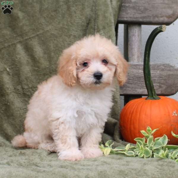 Hunter, Maltipoo Puppy