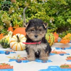 Hunter, Morkie / Yorktese Puppy