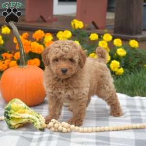 Hunter, Miniature Poodle Puppy