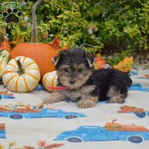 Hunter, Morkie / Yorktese Puppy