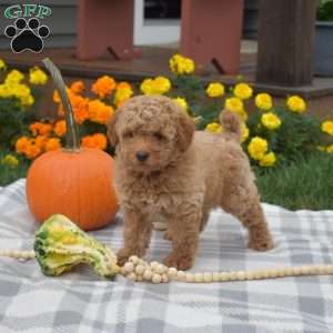 Hunter, Miniature Poodle Puppy