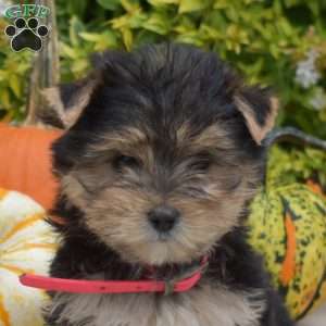 Hunter, Morkie / Yorktese Puppy