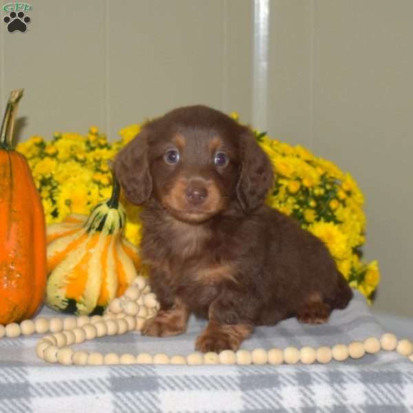 Huntley, Dachshund Puppy