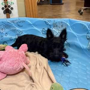 Milton, Scottish Terrier Puppy