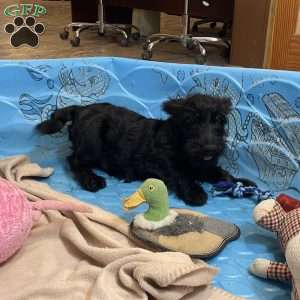 Milton, Scottish Terrier Puppy