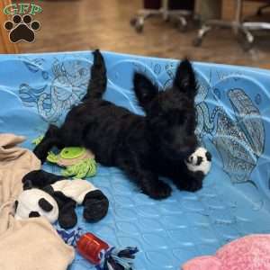 Milton, Scottish Terrier Puppy