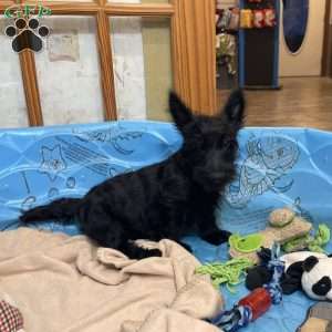 Milton, Scottish Terrier Puppy