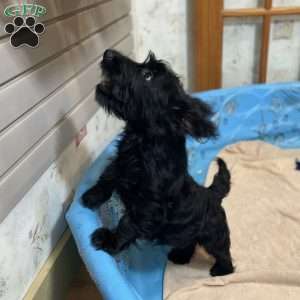 Milton, Scottish Terrier Puppy