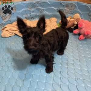 Milton, Scottish Terrier Puppy