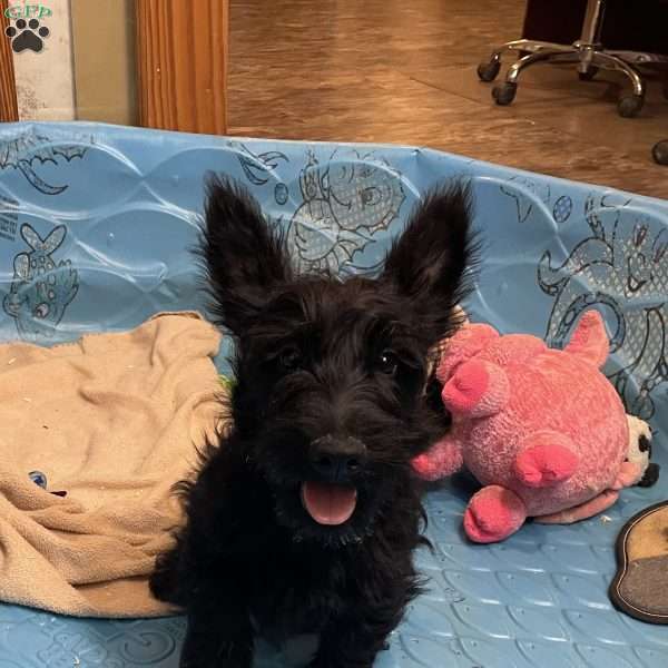 Milton, Scottish Terrier Puppy