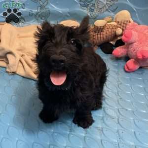 Milton, Scottish Terrier Puppy