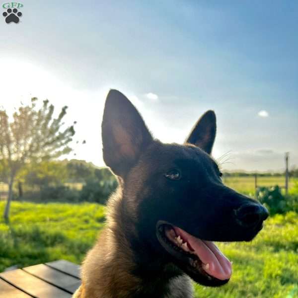 Tejas, Belgian Malinois Puppy