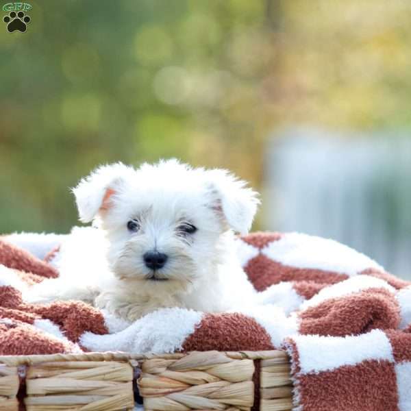 Larry, Miniature Schnauzer Puppy