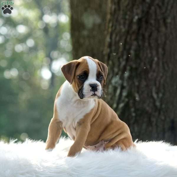 Rosebud, Boxer Puppy