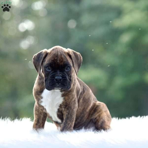 Rex, Boxer Puppy