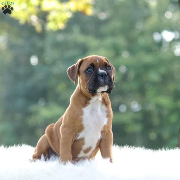 Rover, Boxer Puppy