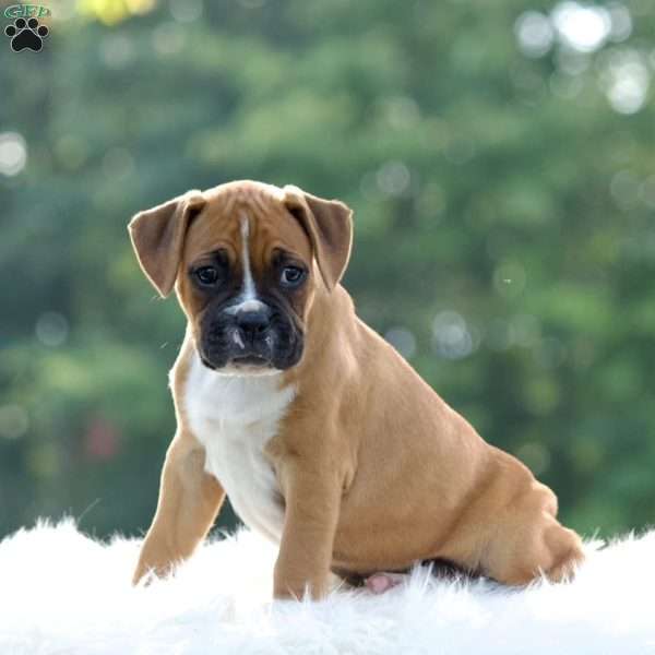 Rainbow, Boxer Puppy