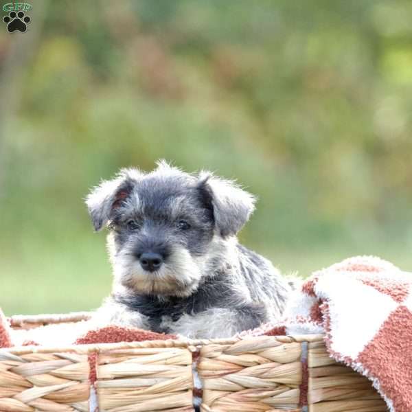 Lane, Miniature Schnauzer Puppy