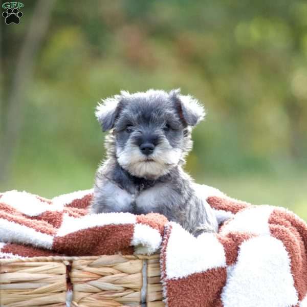 Lincoln, Miniature Schnauzer Puppy