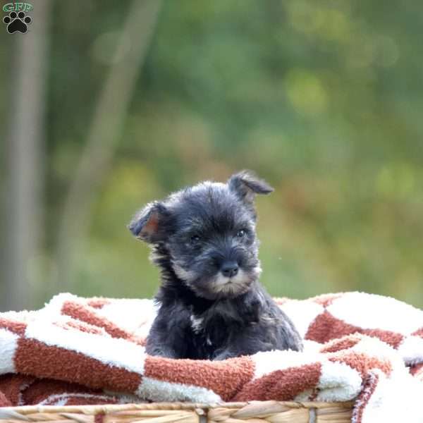 Luna, Miniature Schnauzer Puppy