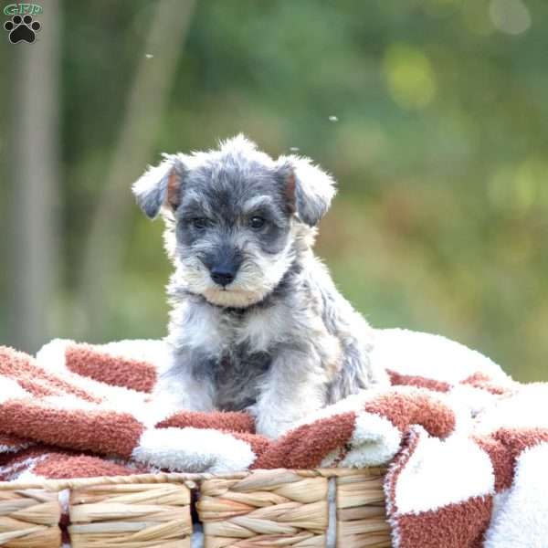 Lily, Miniature Schnauzer Puppy