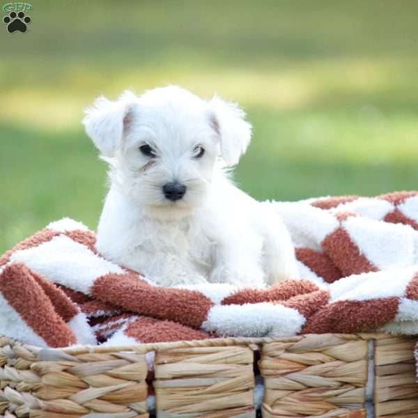 Lace, Miniature Schnauzer Puppy