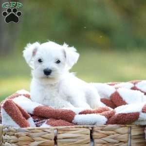 Lace, Miniature Schnauzer Puppy