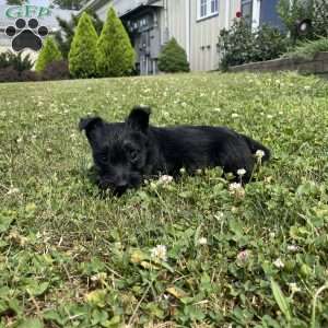 Milton, Scottish Terrier Puppy