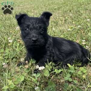 Milton, Scottish Terrier Puppy