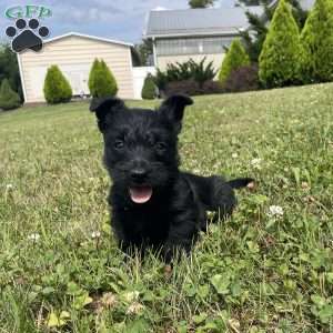 Milton, Scottish Terrier Puppy