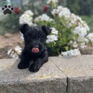 Morris, Scottish Terrier Puppy