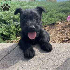 Morris, Scottish Terrier Puppy