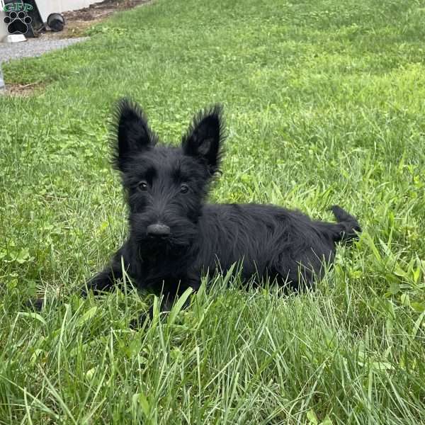 Sheena, Scottish Terrier Puppy