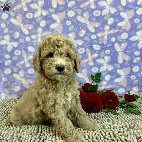 Piper, Miniature Poodle Puppy