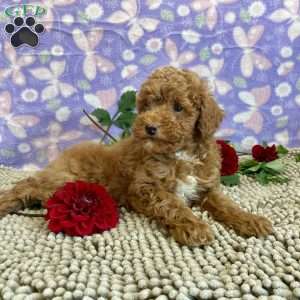 Parker, Miniature Poodle Puppy