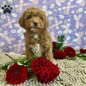 Parker, Miniature Poodle Puppy