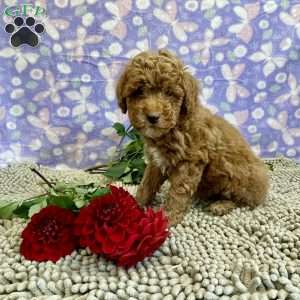 Parker, Miniature Poodle Puppy