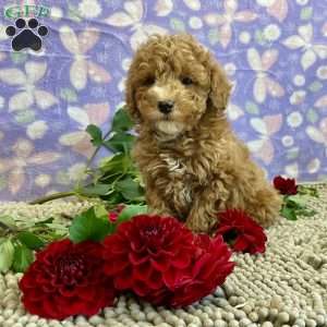 Perry, Miniature Poodle Puppy