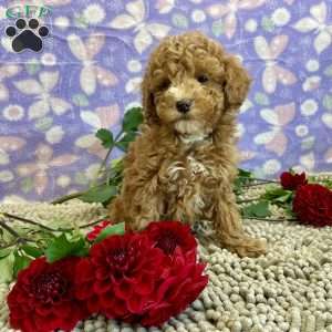 Perry, Miniature Poodle Puppy