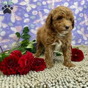 Peanut, Miniature Poodle Puppy