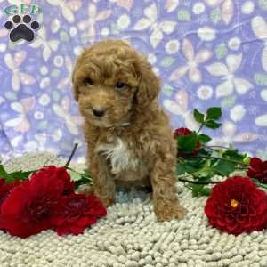 Peanut, Miniature Poodle Puppy