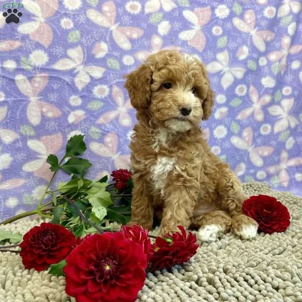 Polly, Miniature Poodle Puppy