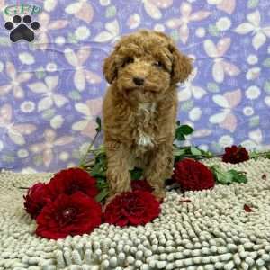 Patsy, Miniature Poodle Puppy