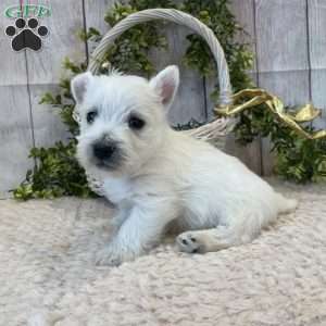 Janson, West Highland Terrier Puppy