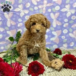 Patsy, Miniature Poodle Puppy