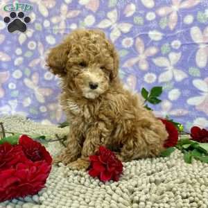 Perry, Miniature Poodle Puppy