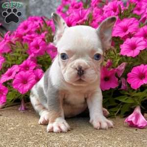 Alexi, French Bulldog Puppy