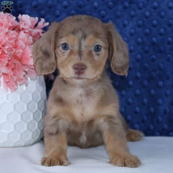 Bethany, Dachshund Puppy