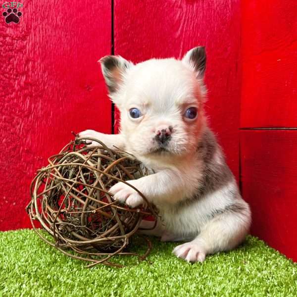 Andre, French Bulldog Puppy