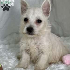 Barbie, West Highland Terrier Puppy